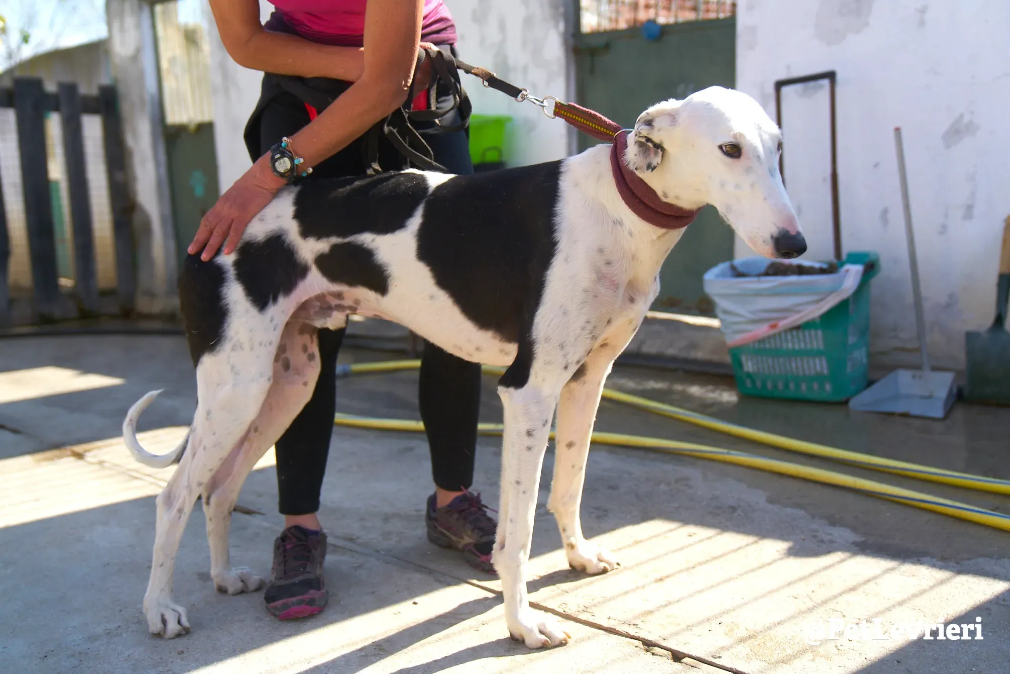 bani adozione galgo 12 1