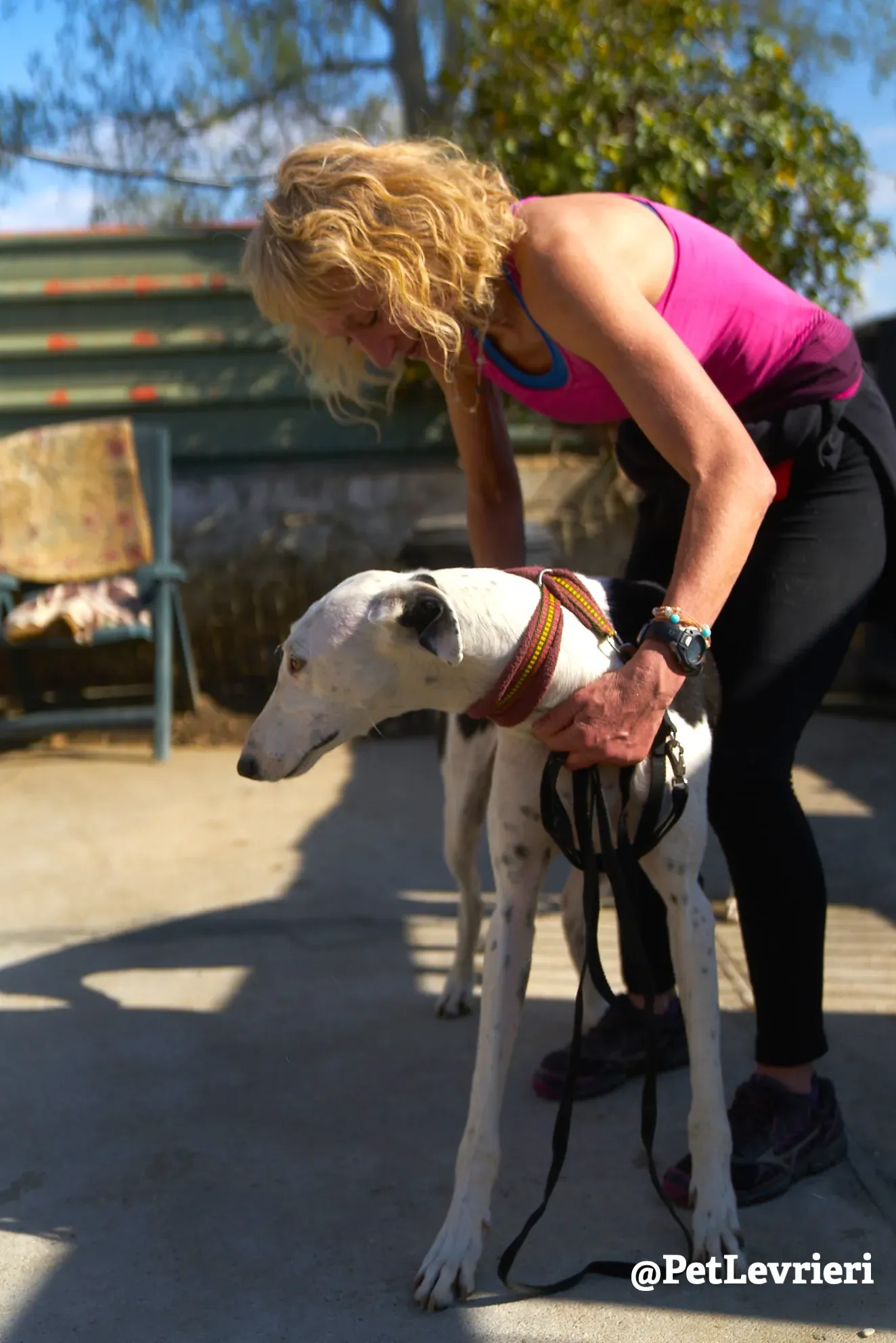 bani adozione galgo 2