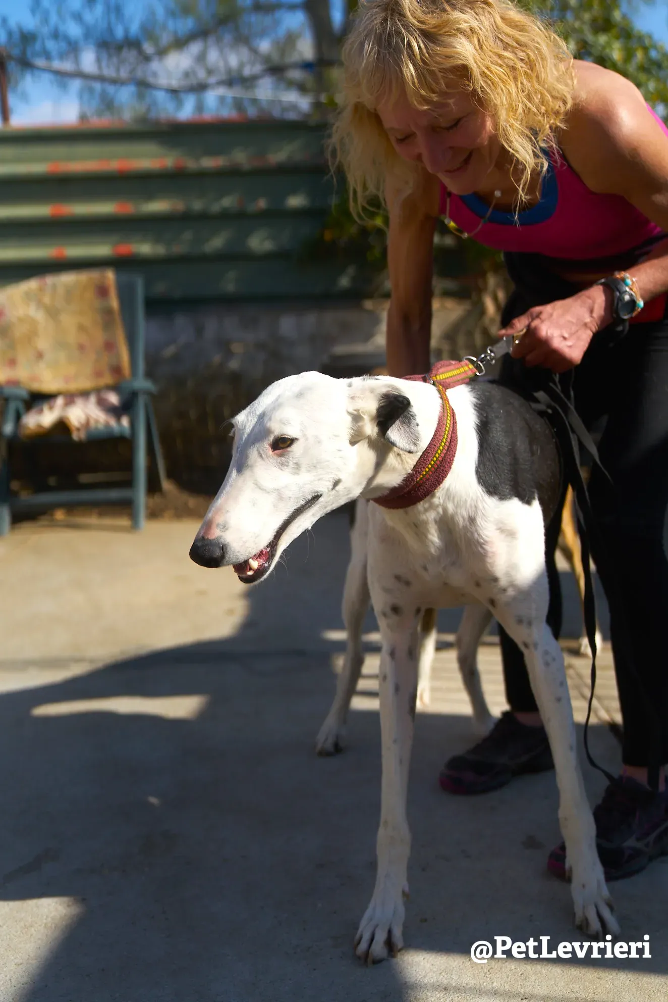 bani adozione galgo 3