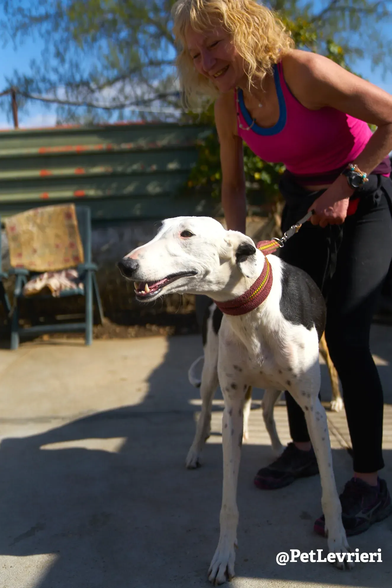 bani adozione galgo 4