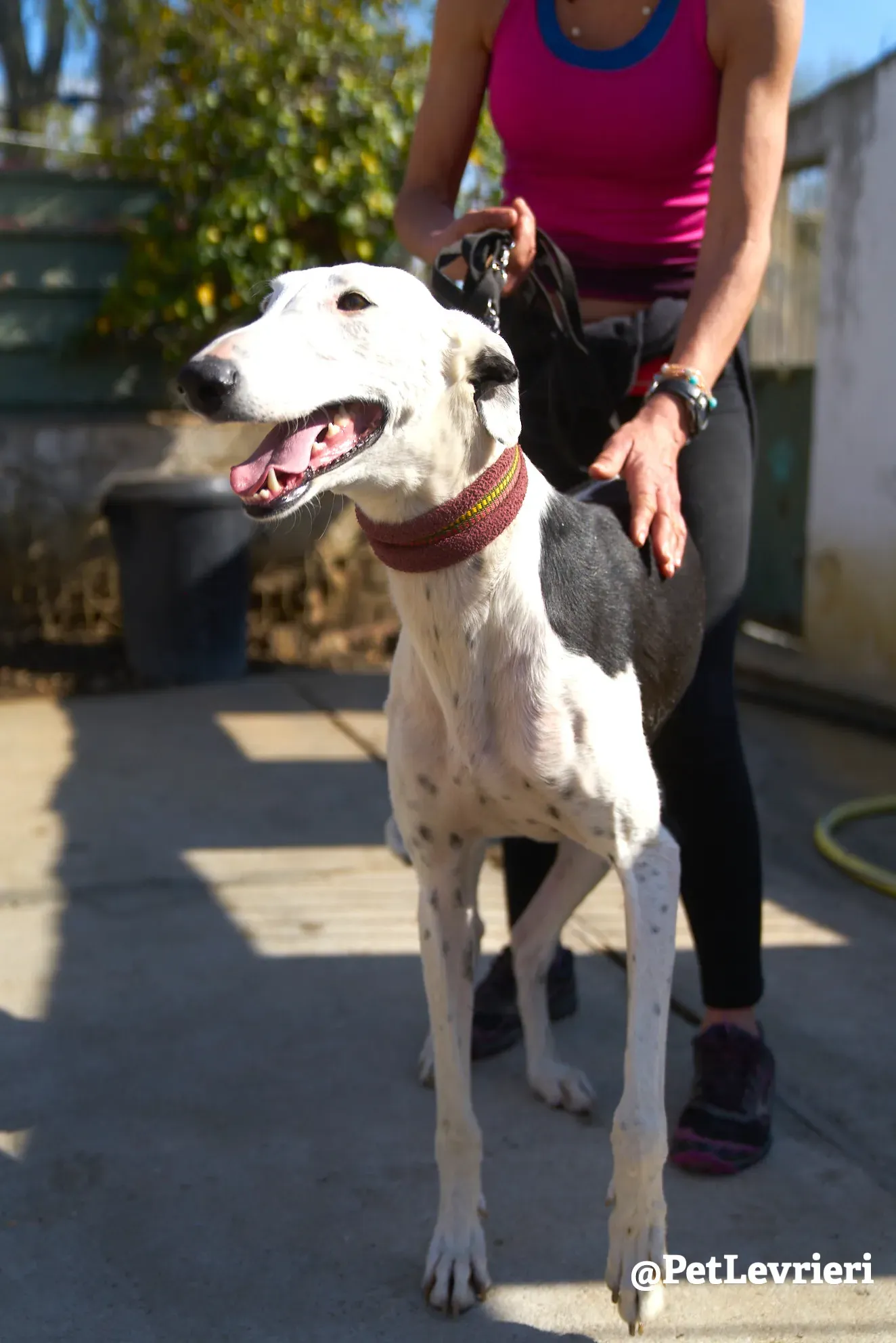 bani adozione galgo 5