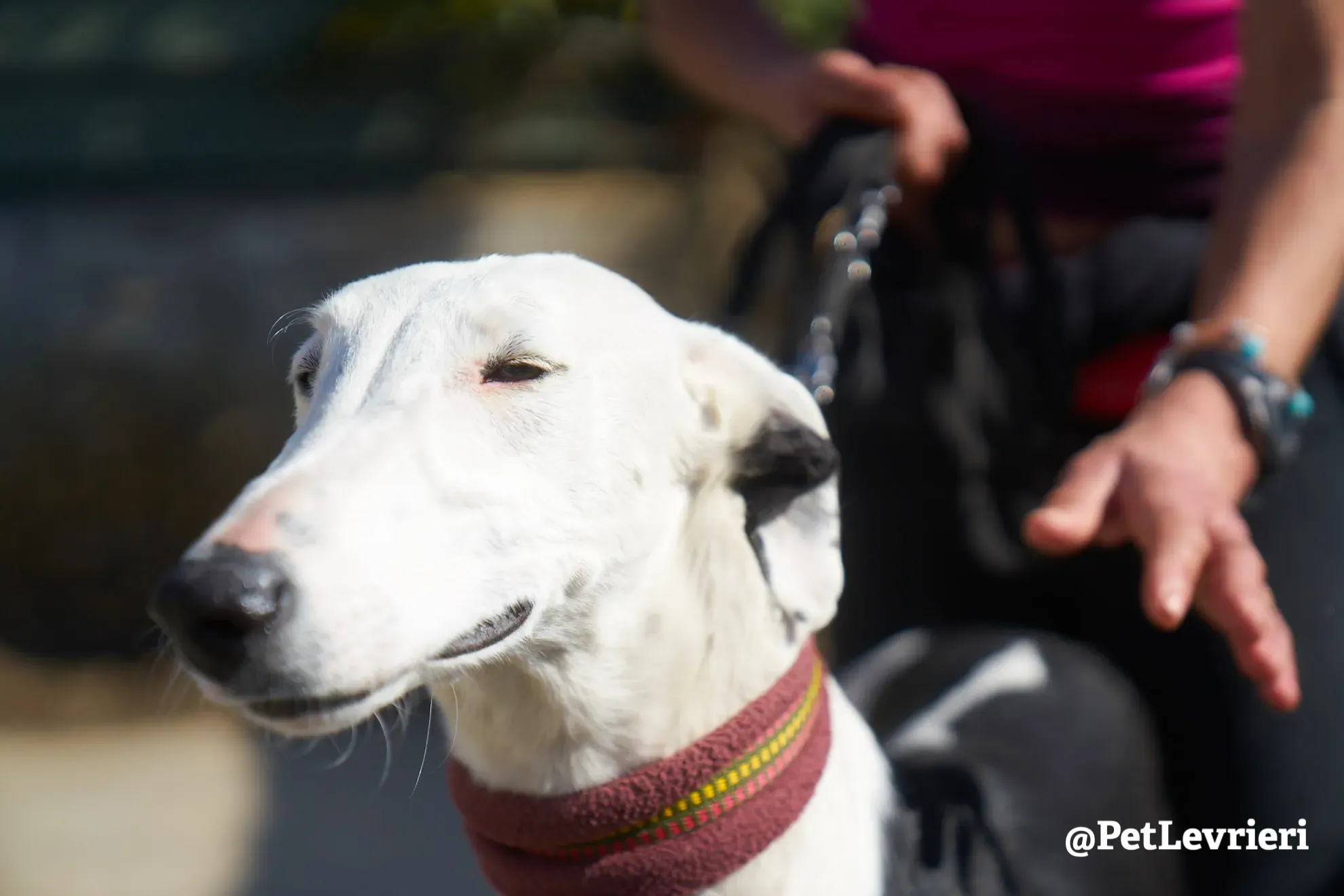 bani adozione galgo 6