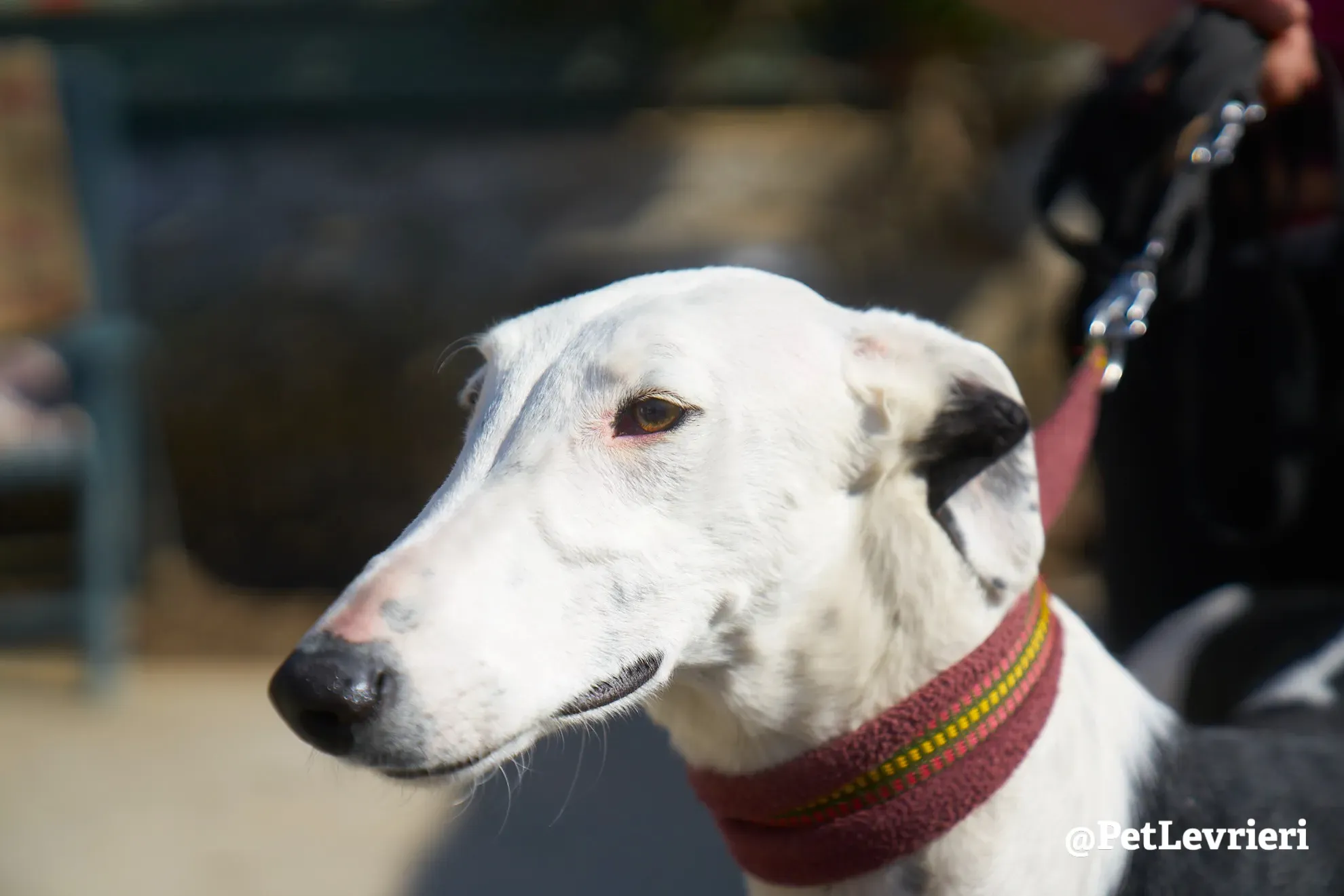 bani adozione galgo 7