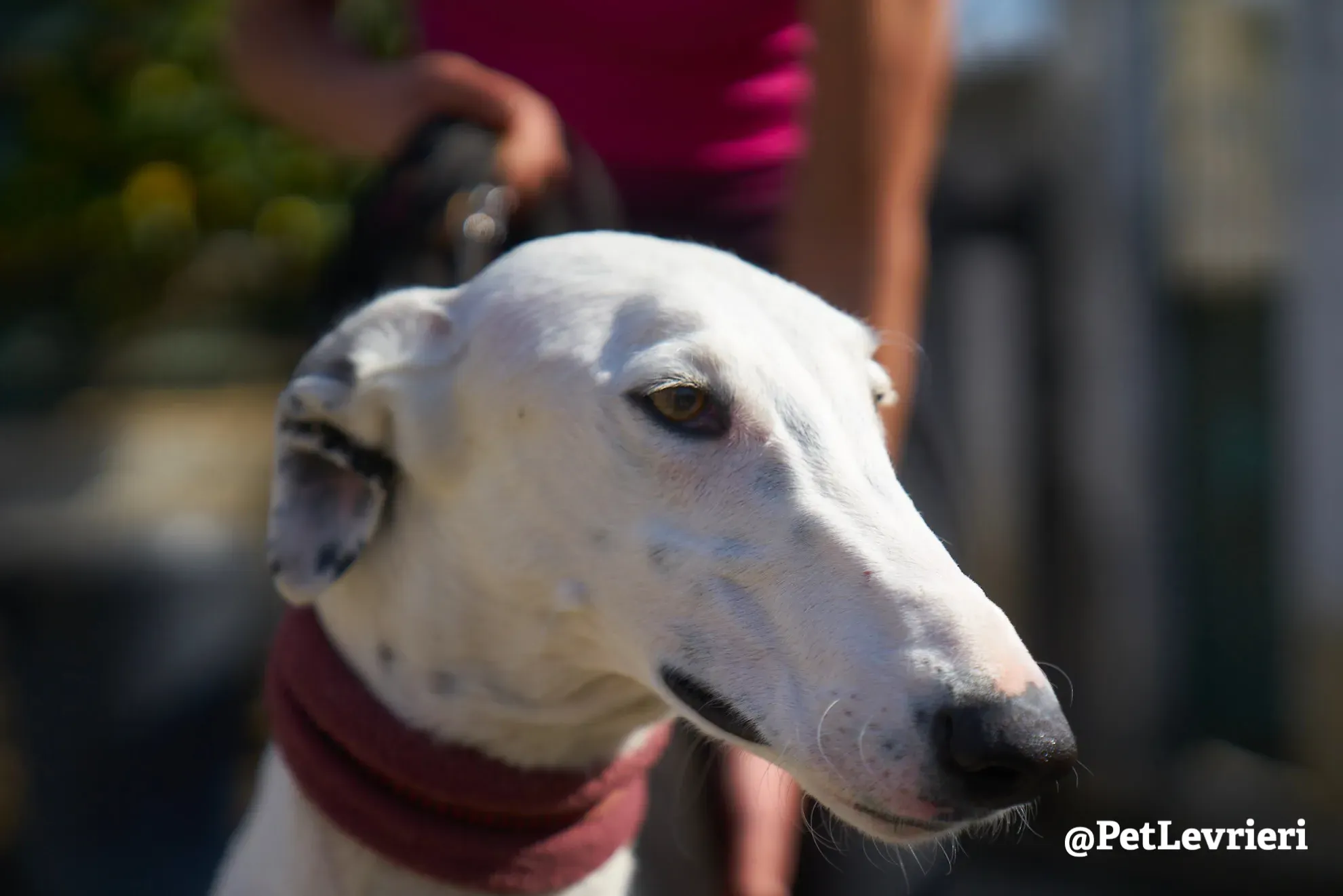 bani adozione galgo 8