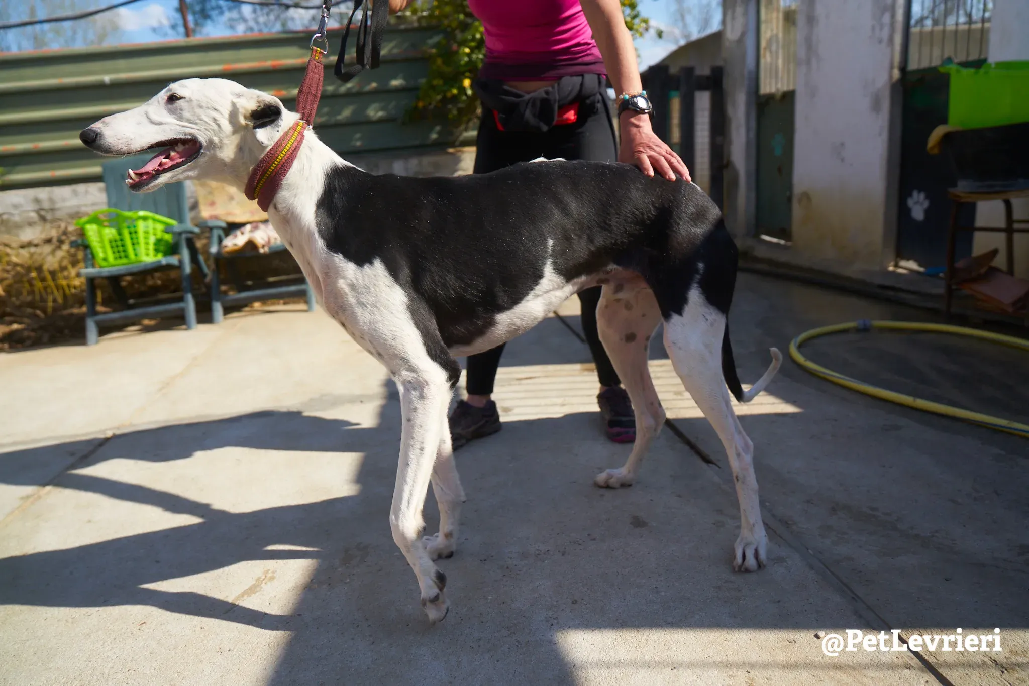 bani adozione galgo 9