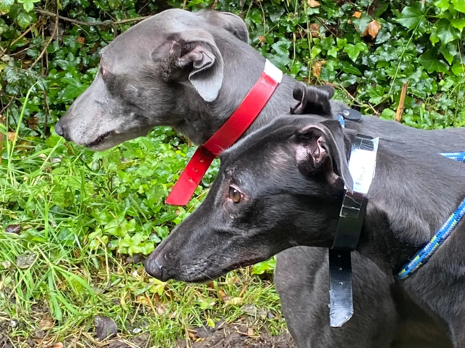 banker e floyd adozione greyhoud . levriero 1