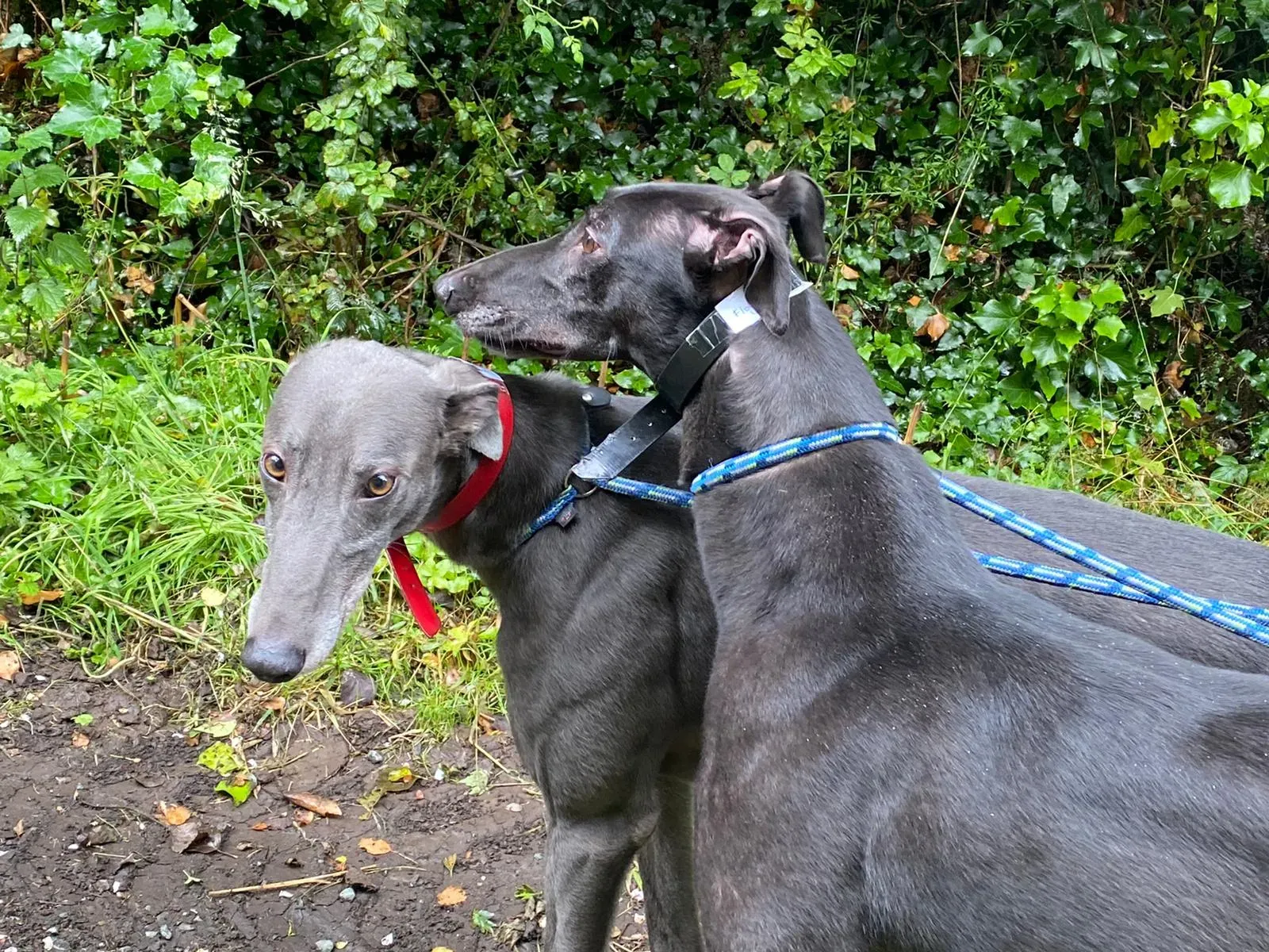 banker e floyd adozione greyhoud . levriero 2