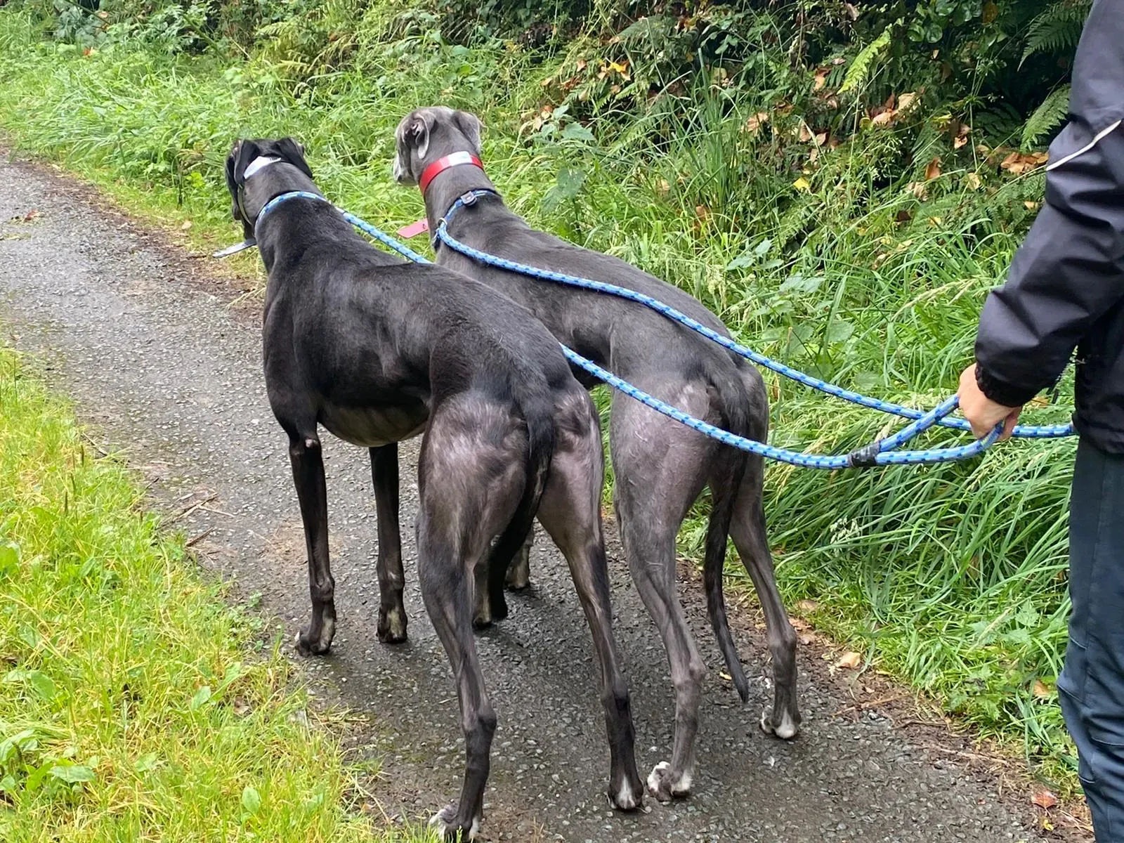 banker e floyd adozione greyhoud . levriero 3