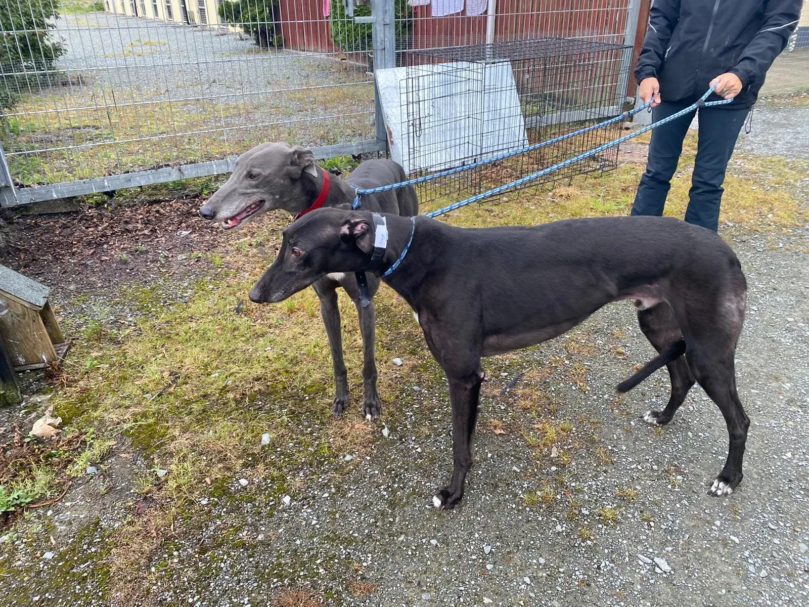 banker e floyd adozione levrieri greyhound 1