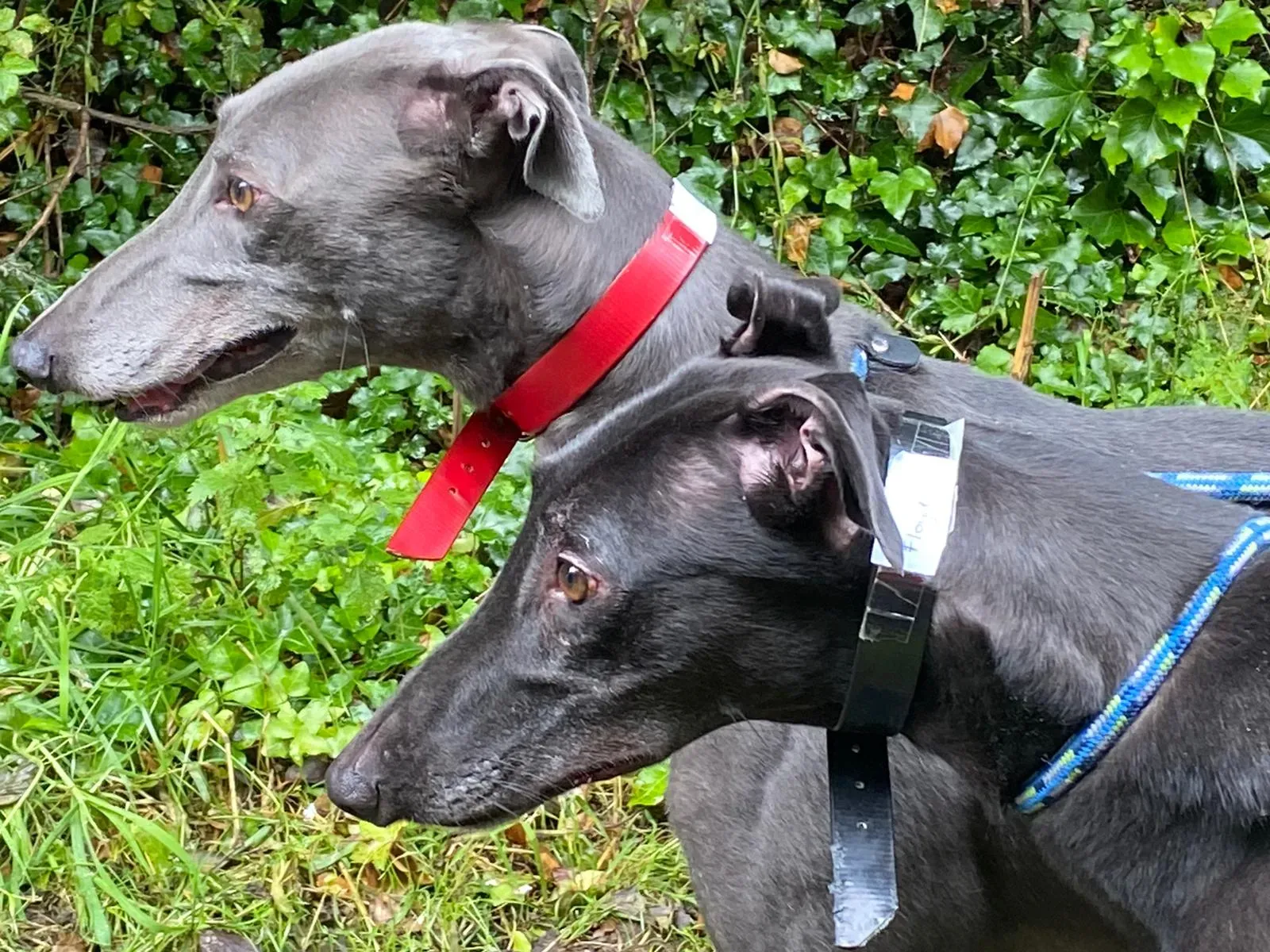 banker e floyd adozione levrieri