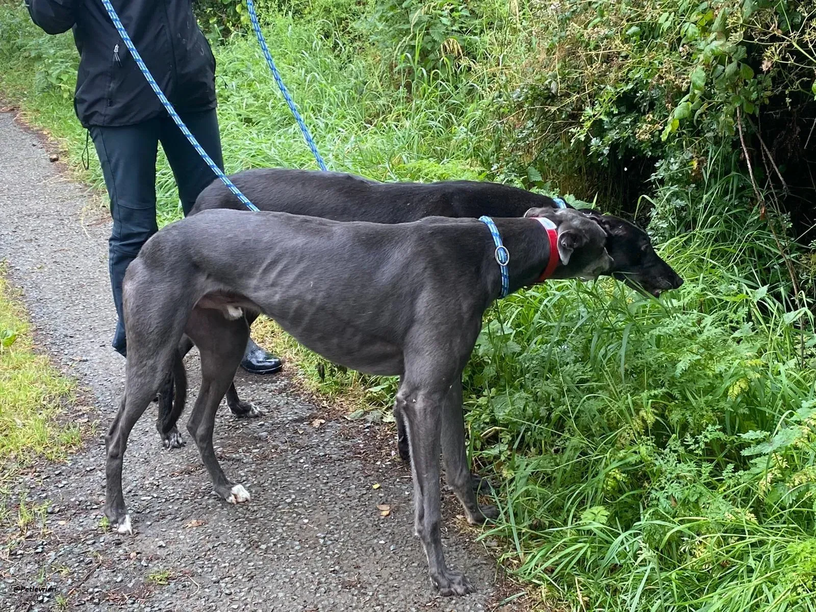 banker e floyd greyhound adozione levrieri 3