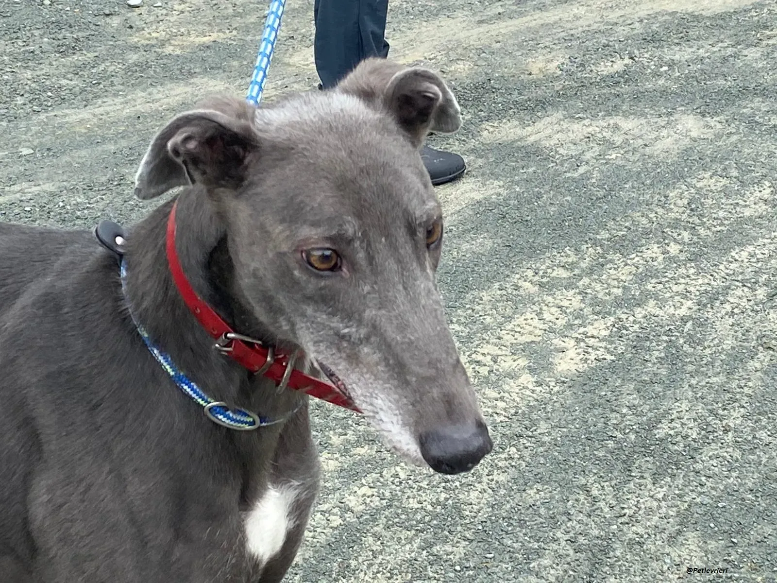 banker greyhound adozione levrieri 1 1