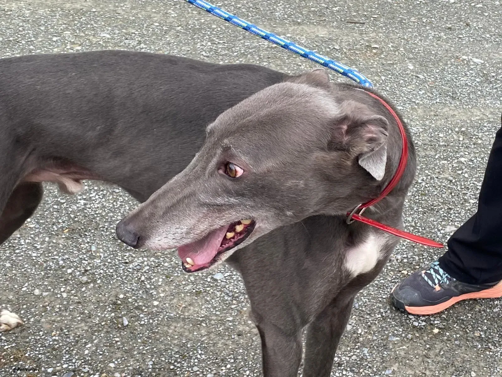 banker greyhound adozione levrieri 2 1