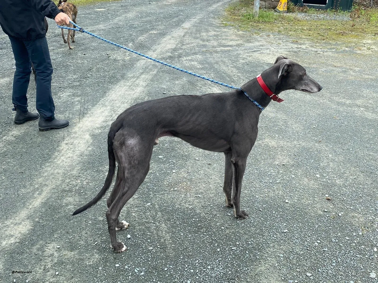 banker greyhound adozione levrieri 4 1