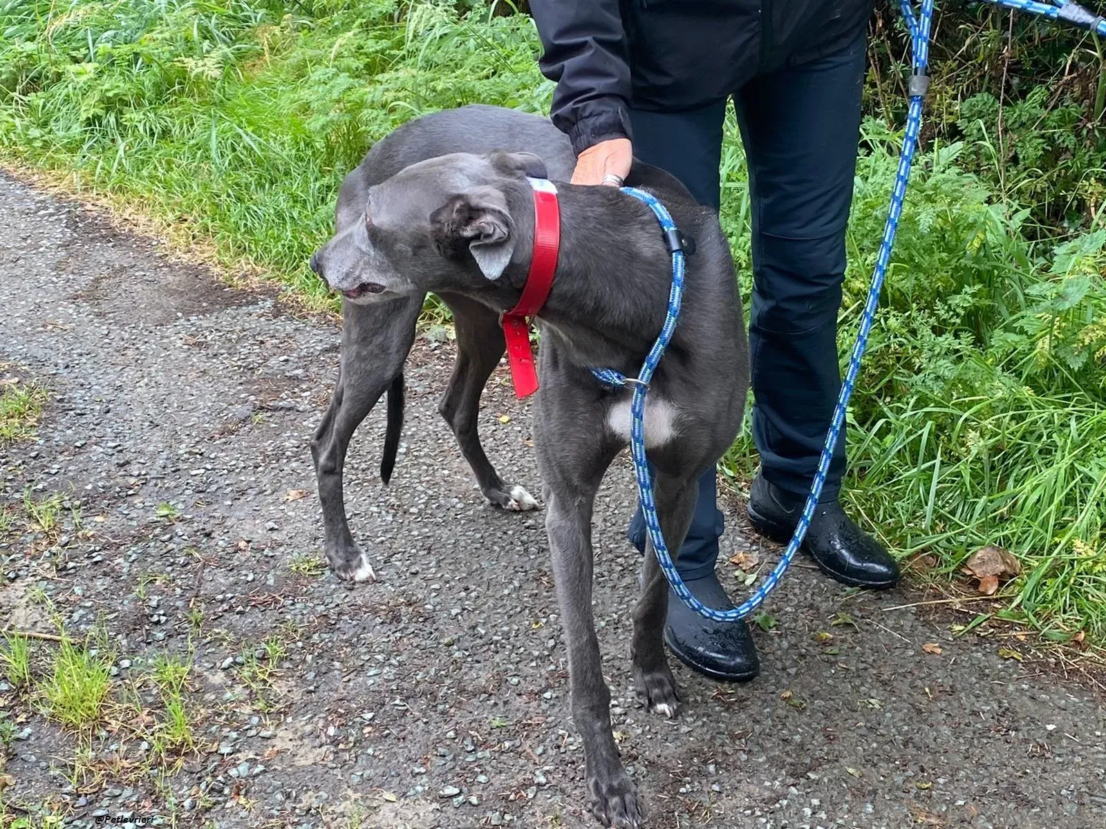 banker greyhound adozione levrierio 1