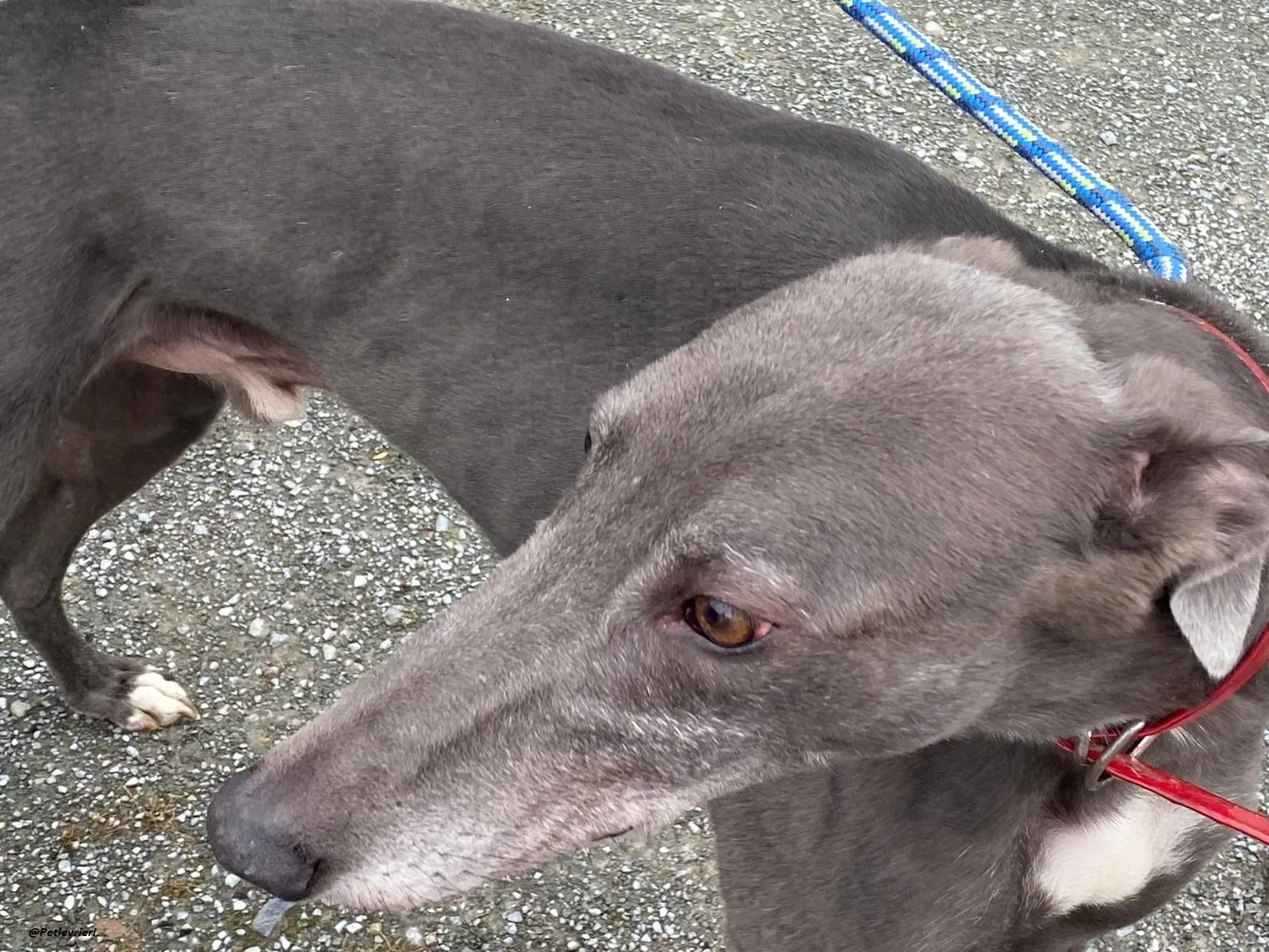 banker greyhound adozione levrierio 2