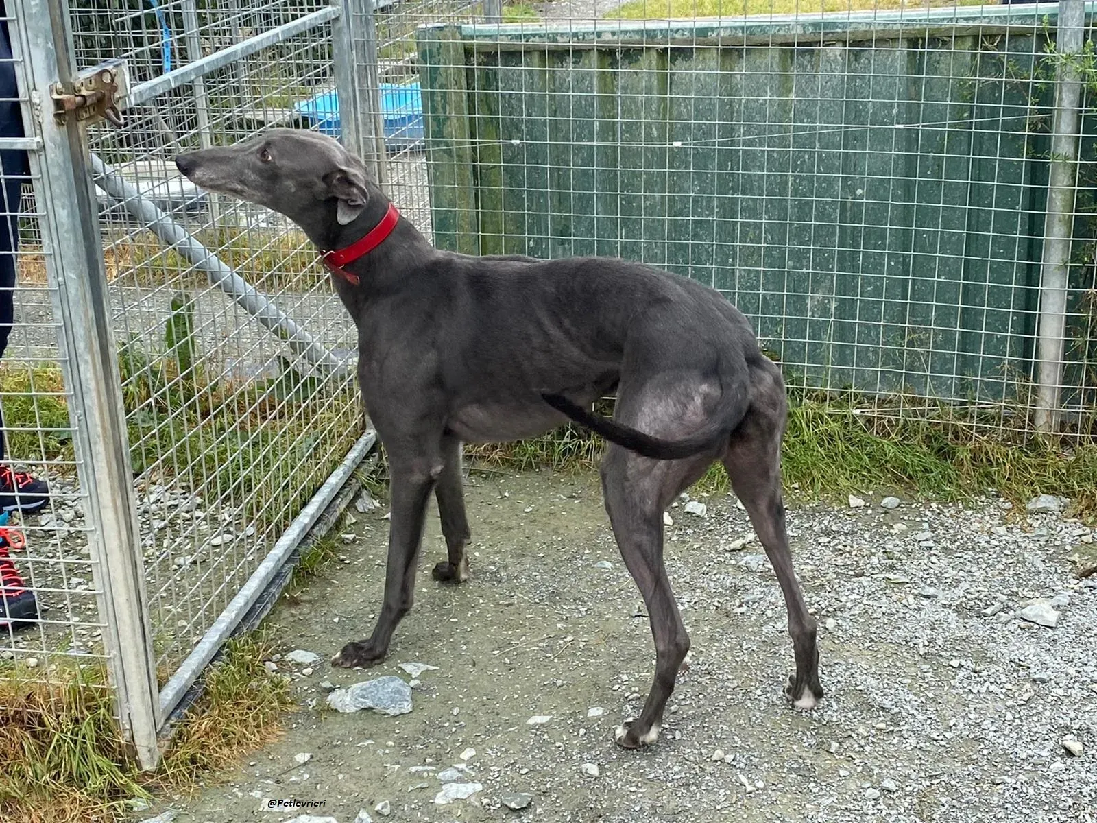 banker greyhound adozione levrierio 3