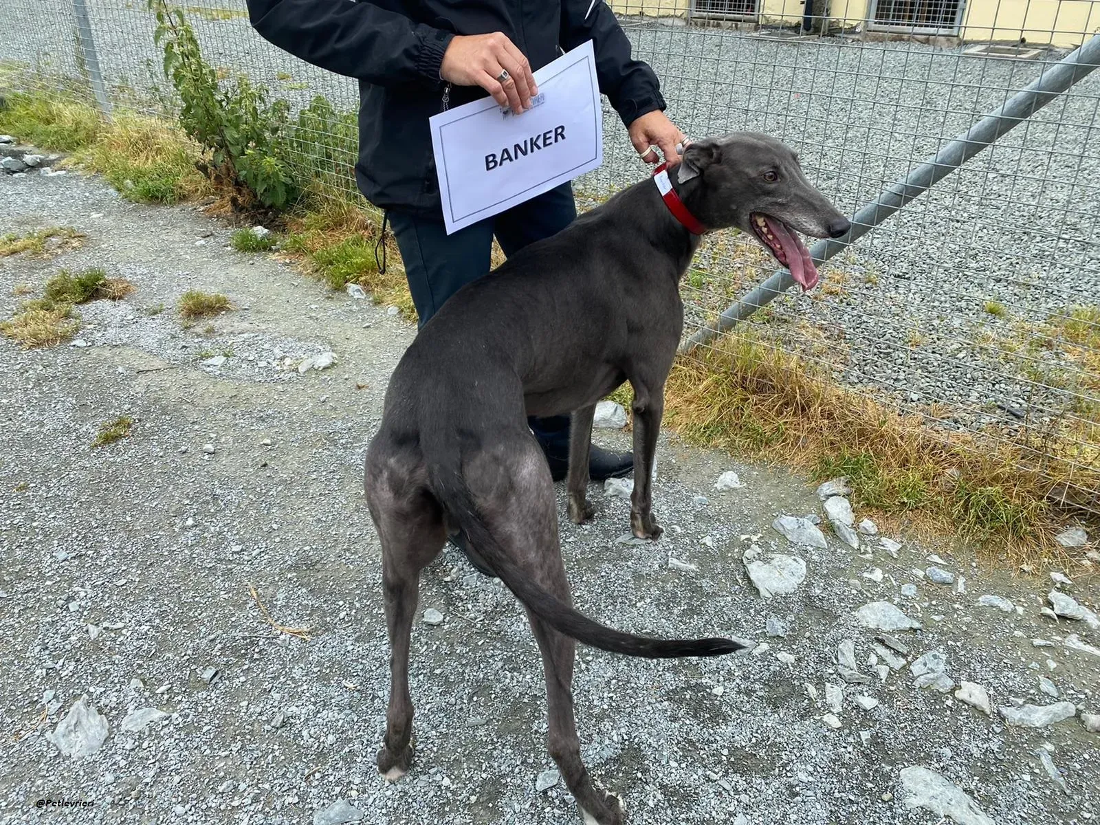 banker greyhound adozione levrierio 4