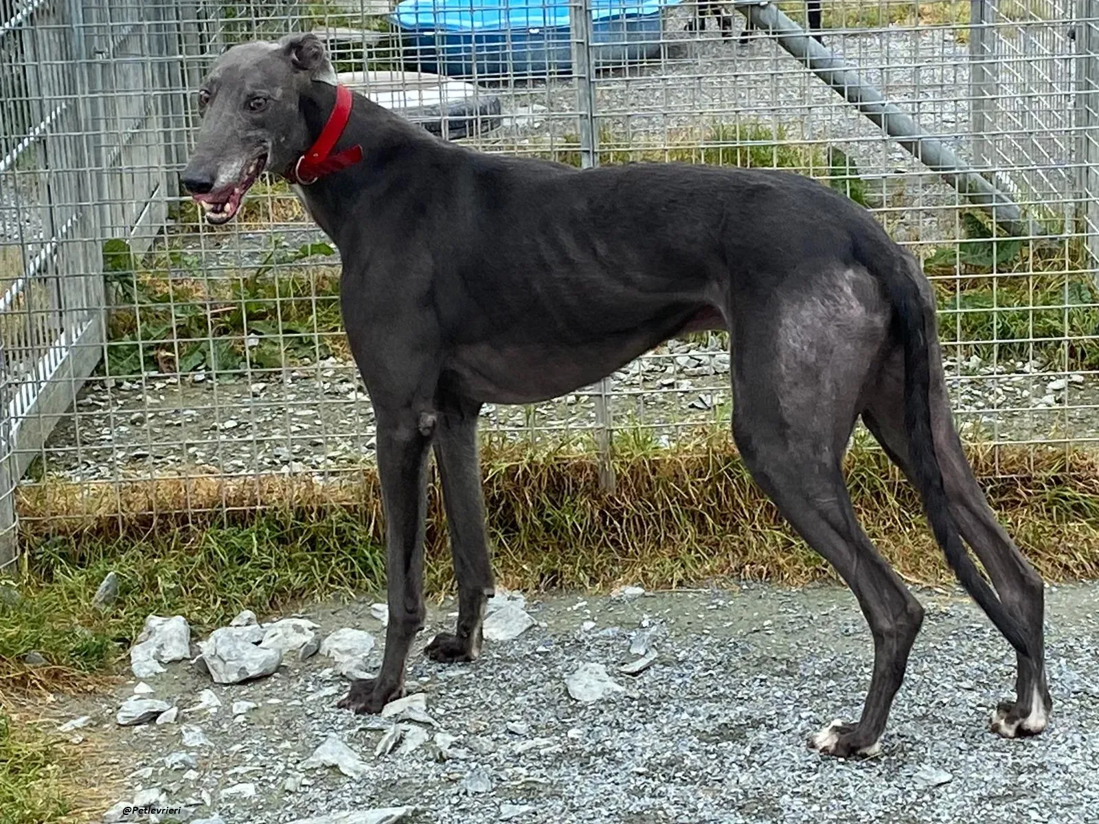 banker greyhound adozione levrierio 5