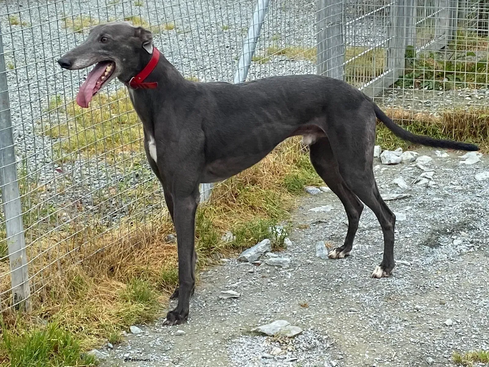 banker greyhound adozione levrierio 6