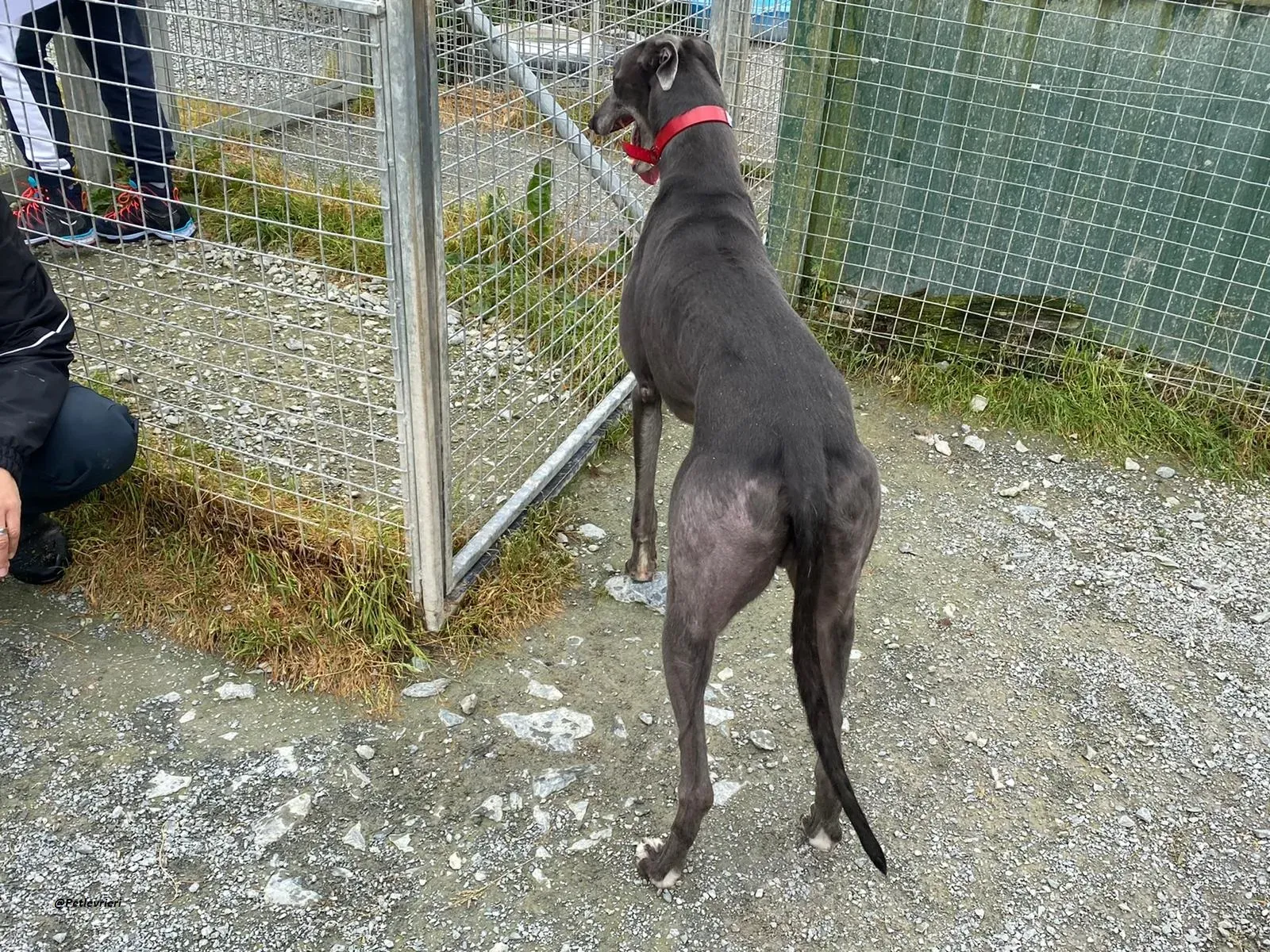 banker greyhound adozione levrierio 7