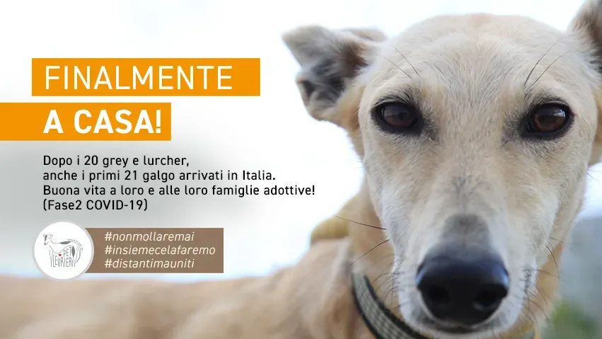banner FACEBOOK finalmente a casa GALGO