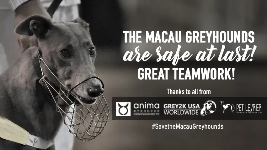 banner FACEBOOK save the macau vittoria 2 2