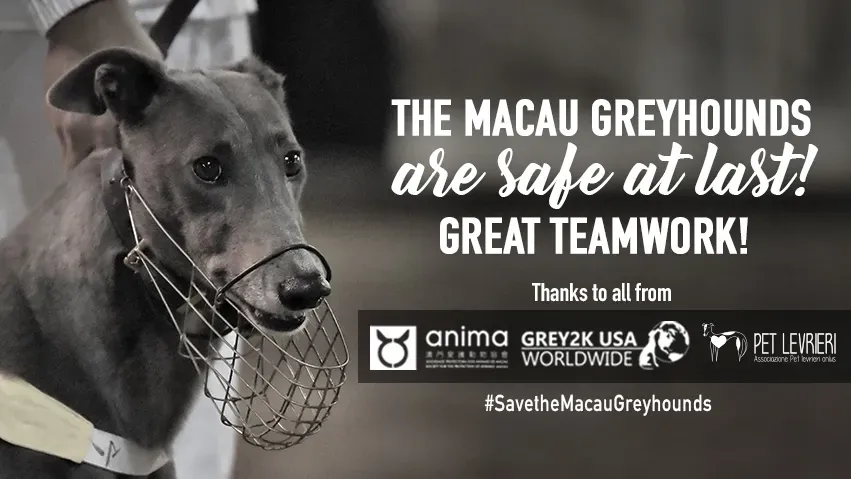 banner FACEBOOK save the macau vittoria 2 3 1