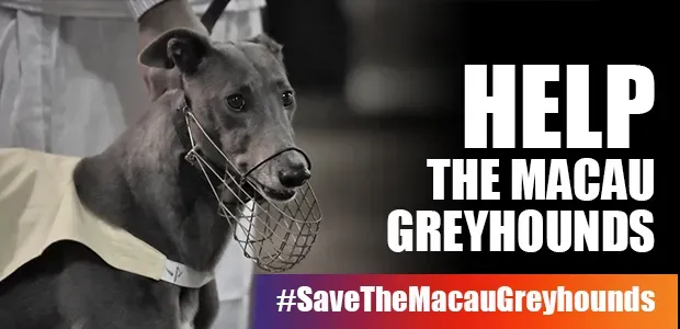 banner SITO cartellone save the macau greyhouns 3colori 1