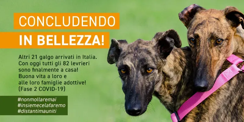 banner SITO concludendo in bellezza GALGO