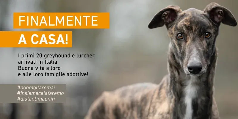 banner SITO finalmente a casa