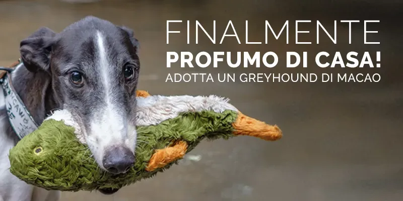 banner SITO finalmente casa grey macao ITA