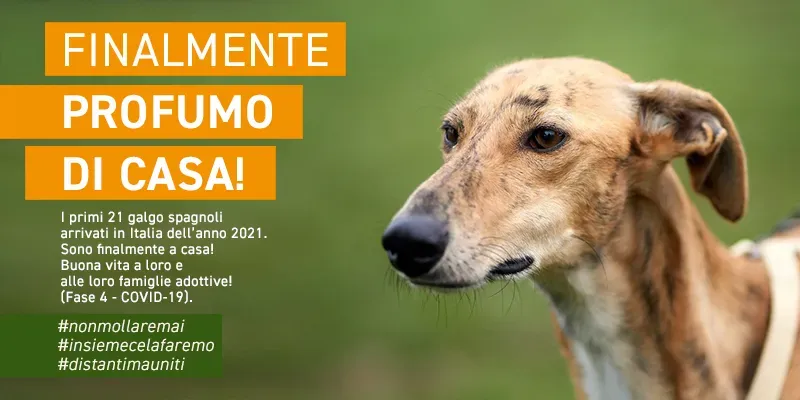 banner SITO profumo di casa GALGO gennaio 2021