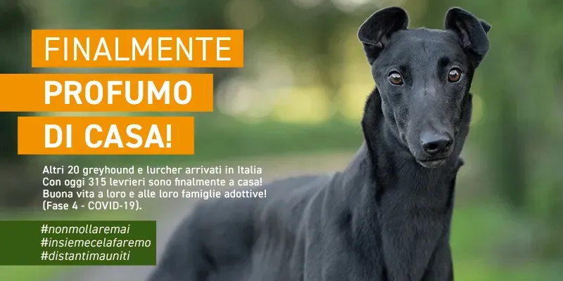 banner SITO profumo di casa GREY dicembre