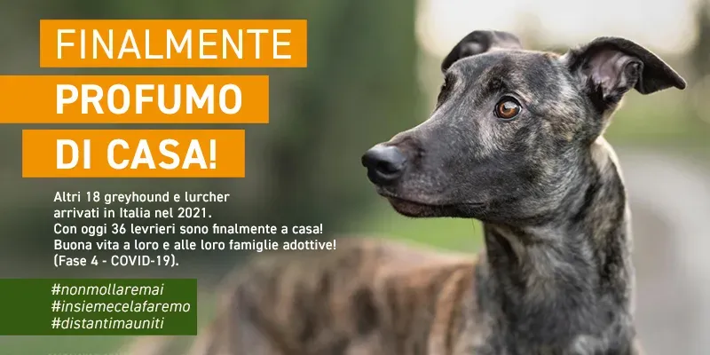 banner SITO profumo di casa GREY febbraio 2021