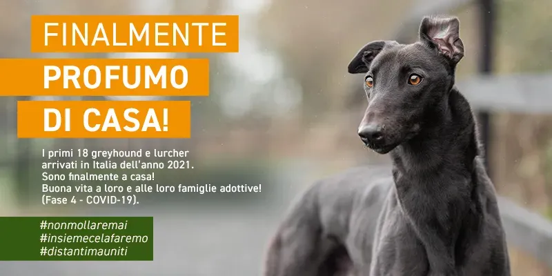 banner SITO profumo di casa GREY gennaio 2021