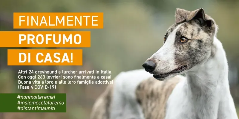 banner SITO profumo di casa GREY novembre