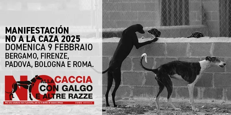 banner sito manifestazione nac 2025 italia 1