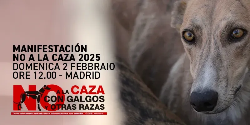 banner sito manifestazione nac 2025