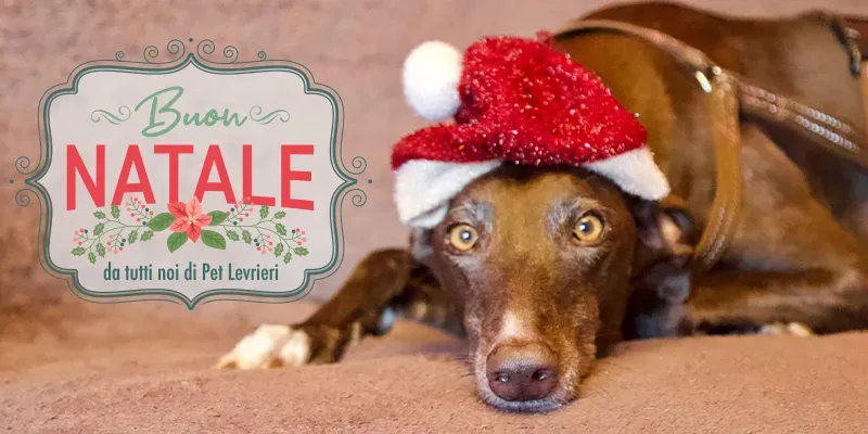 banner sito natale 2024