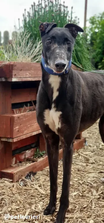 banquo adozione greyhound 1