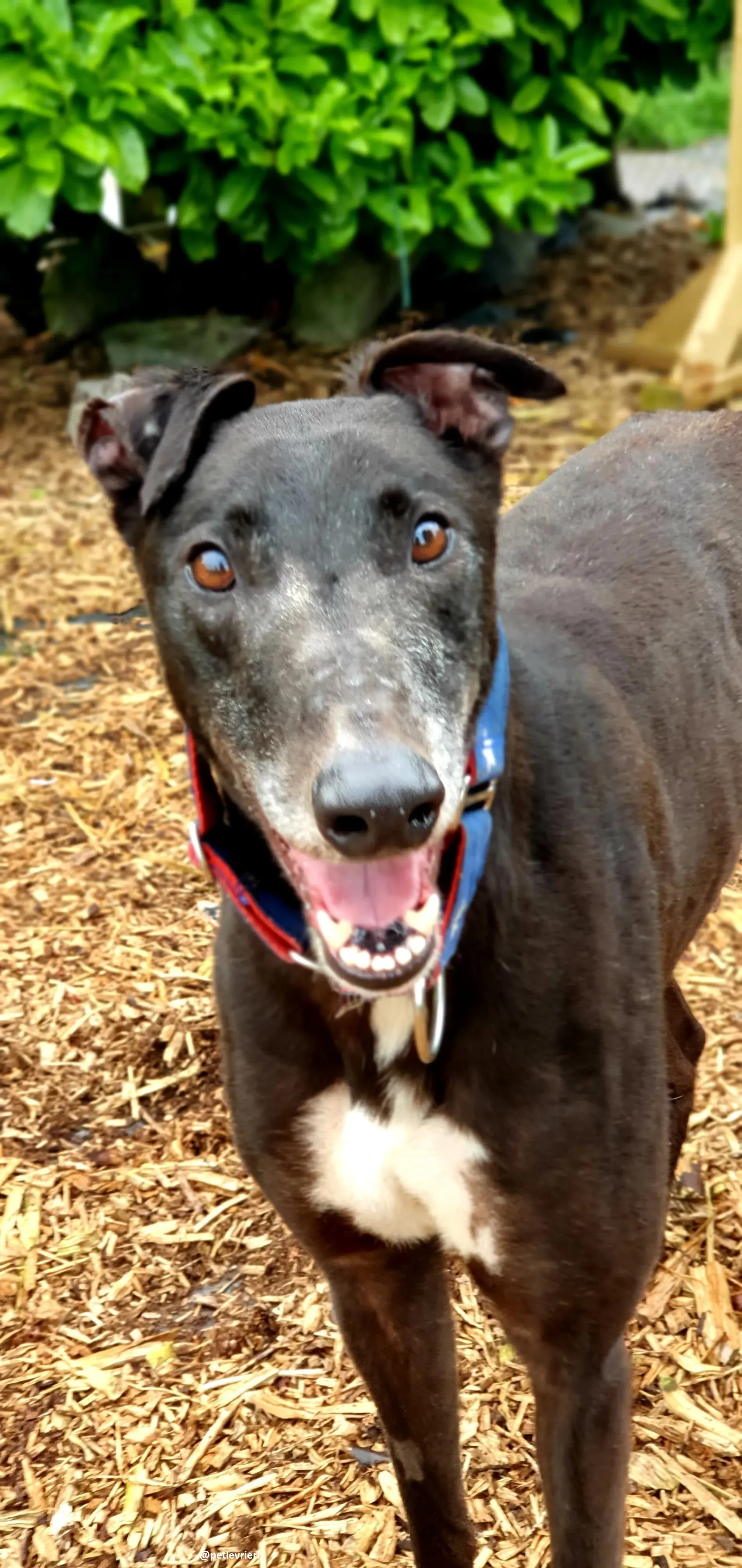 banquo adozione greyhound 2 1