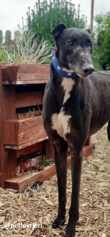 banquo adozione greyhound 2