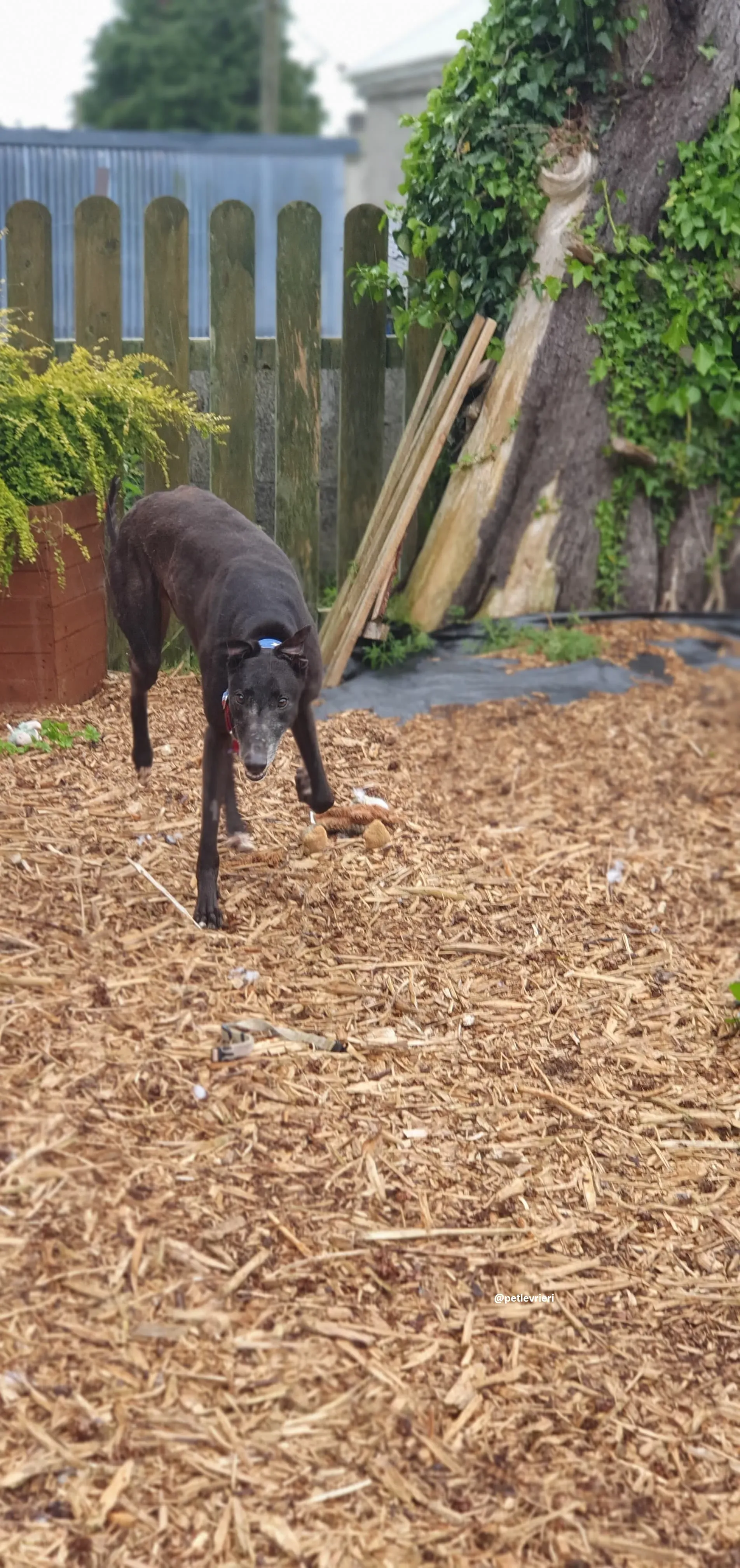 banquo adozione greyhound 3 1