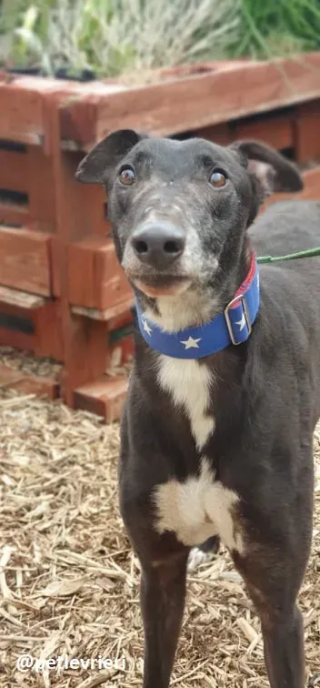 banquo adozione greyhound 3