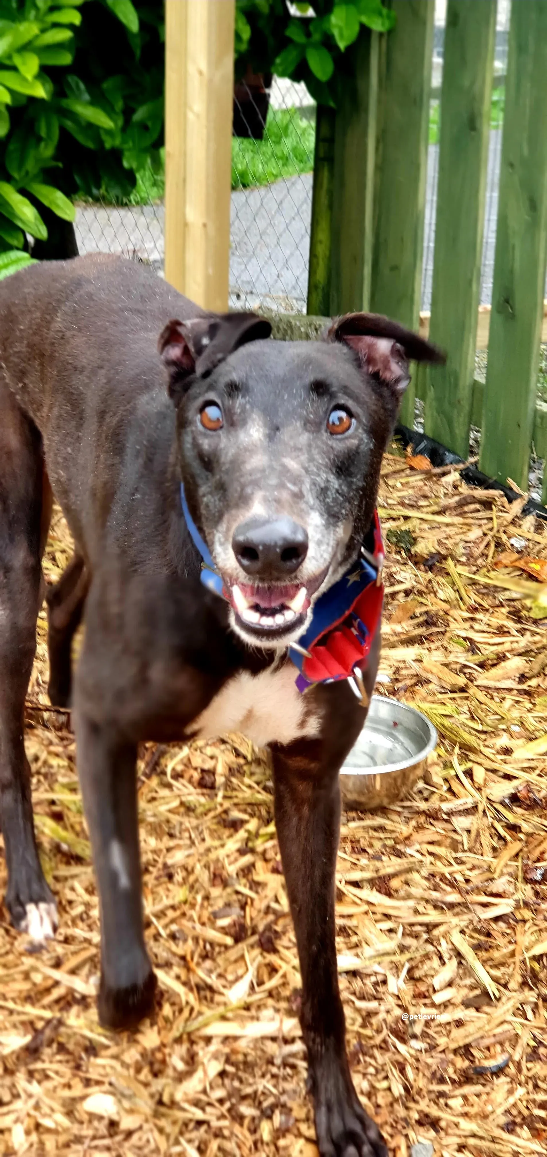 banquo adozione greyhound 4 1