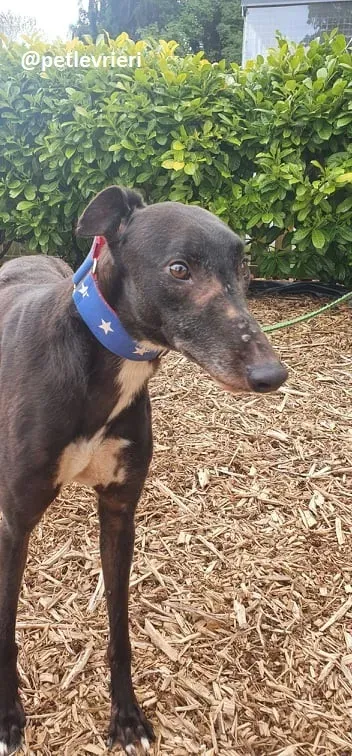 banquo adozione greyhound 4