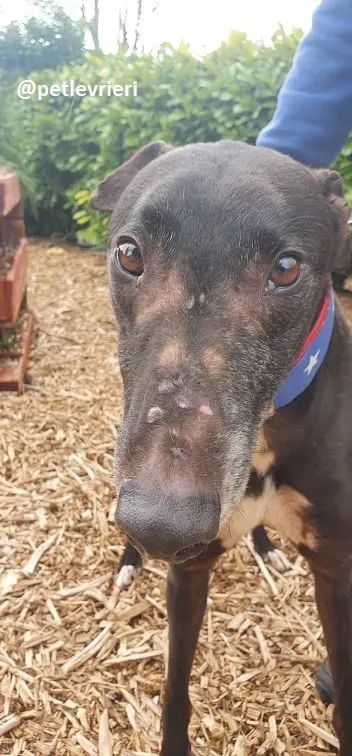 banquo adozione greyhound 5