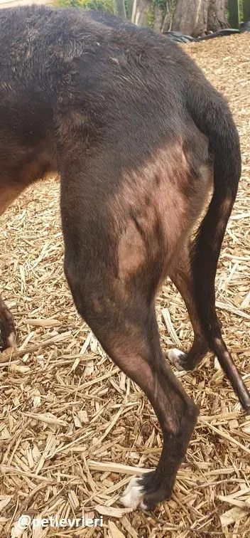 banquo adozione greyhound 6