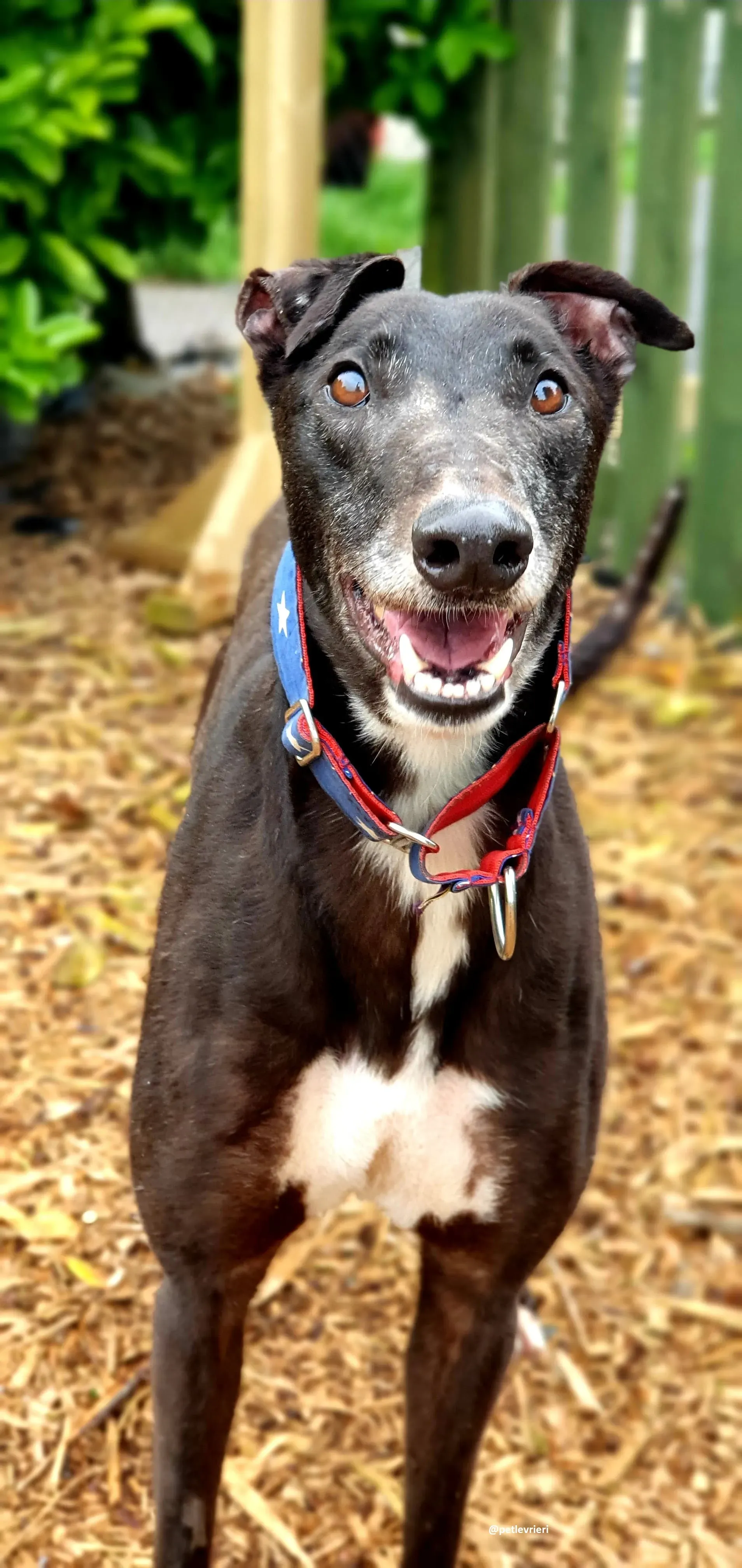 banquo adozione greyhound 8